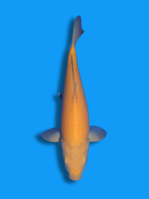 Karashigoi | Koi&Co.